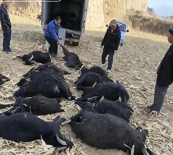 39只羊全被毒死后续！知情人曝猛料，网友一边倒：只能说咎由自取 - 25