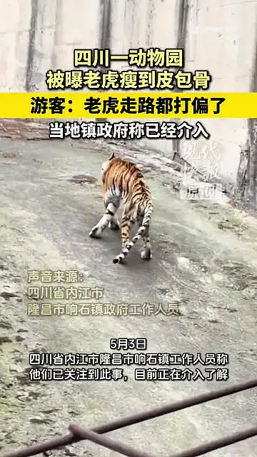 四川一动物园被曝老虎瘦到皮包骨，游客：老虎走路都打偏了；当地镇政府称已介入 - 1