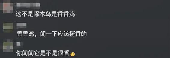 女子捡到“臭咕咕”当啄木鸟养,喂粮食不吃,网友:闻闻香不香? - 5