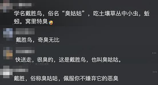 女子捡到“臭咕咕”当啄木鸟养,喂粮食不吃,网友:闻闻香不香? - 6