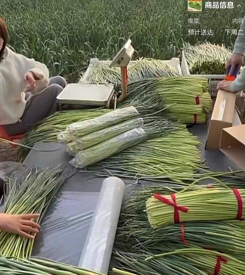 收购价才2毛，请工人要倒贴，河南大量蒜薹被扔沟渠 - 1