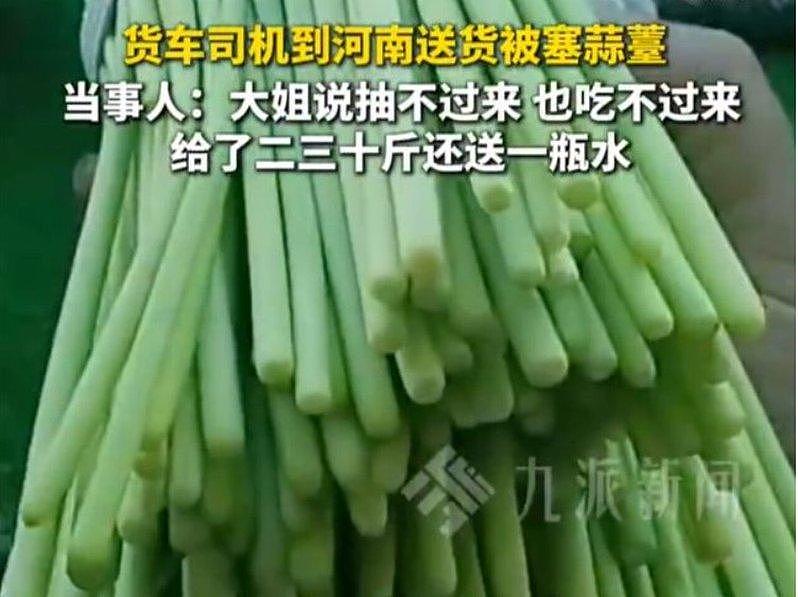 收购价才2毛，请工人要倒贴，河南大量蒜薹被扔沟渠 - 2