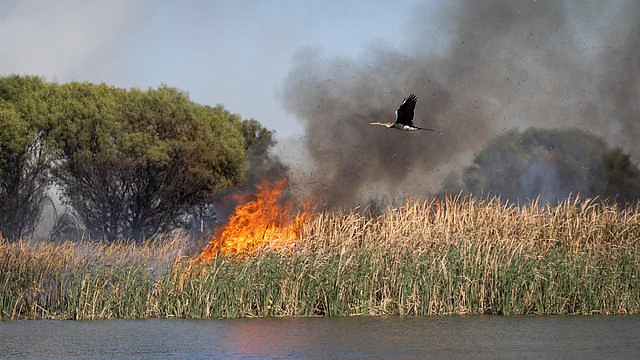 珀斯知名湖区起火,浓烟冲天!多个社区受影响(GIF/图) - 2