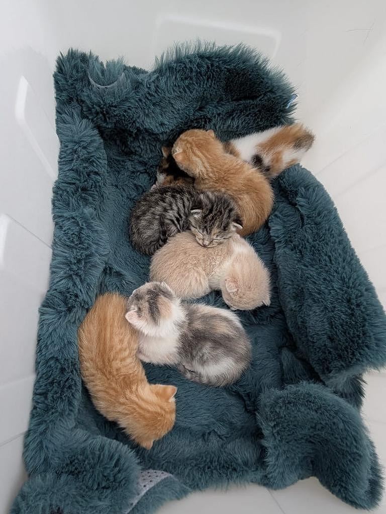 惨亏$6.5万！澳租客留8只猫与满地粪便，崩溃房东呼吁修改法律（组图） - 5