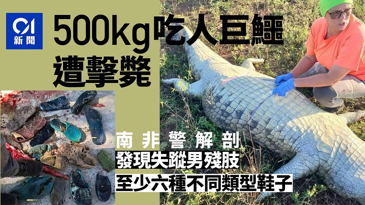 南非500kg巨鳄吃人！遭警击毙解剖，腹内竟藏6双鞋及人体残肢（组图） - 1