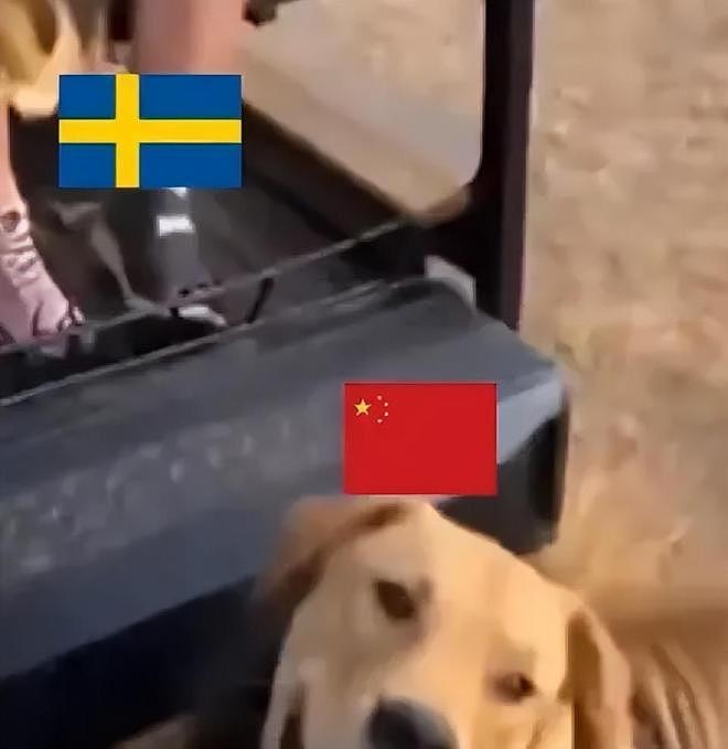 国旗P狗身+恶意嘲讽!德媒公然挑衅底线,刘国梁必须硬刚到底 - 1