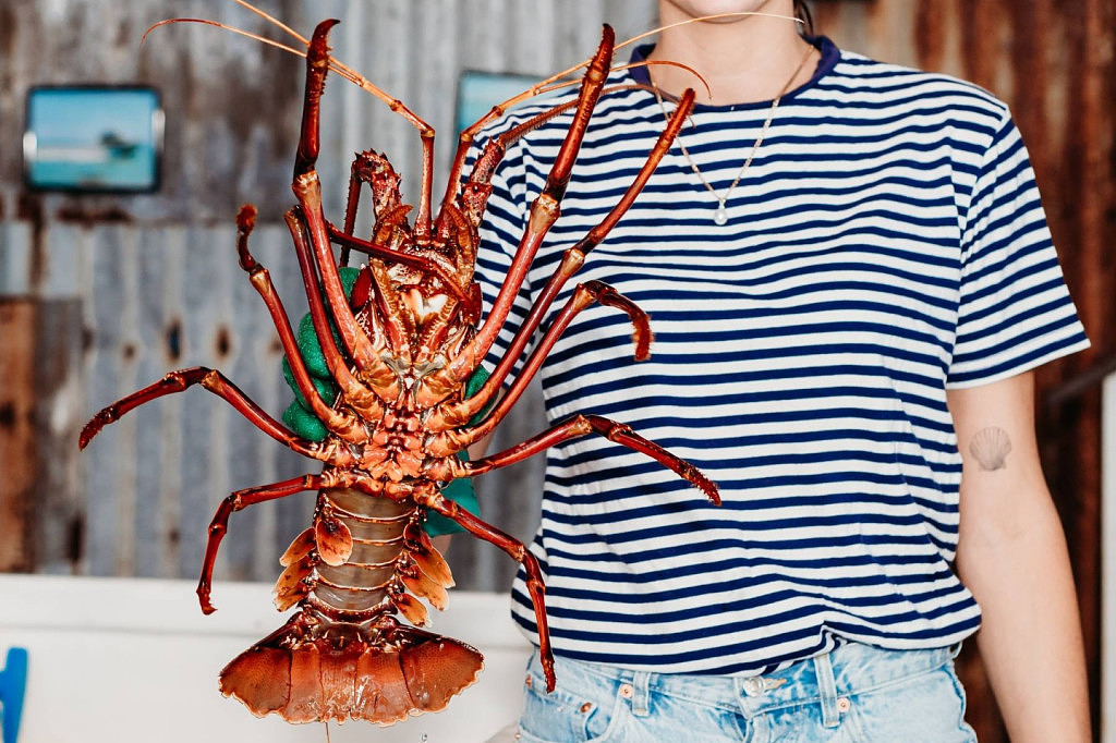 西澳龙虾产业迎重大变革！KB Seafood与Thompson家族达成双赢协议，2万公斤加工能力如何助力龙虾出口中国？（图） - 2