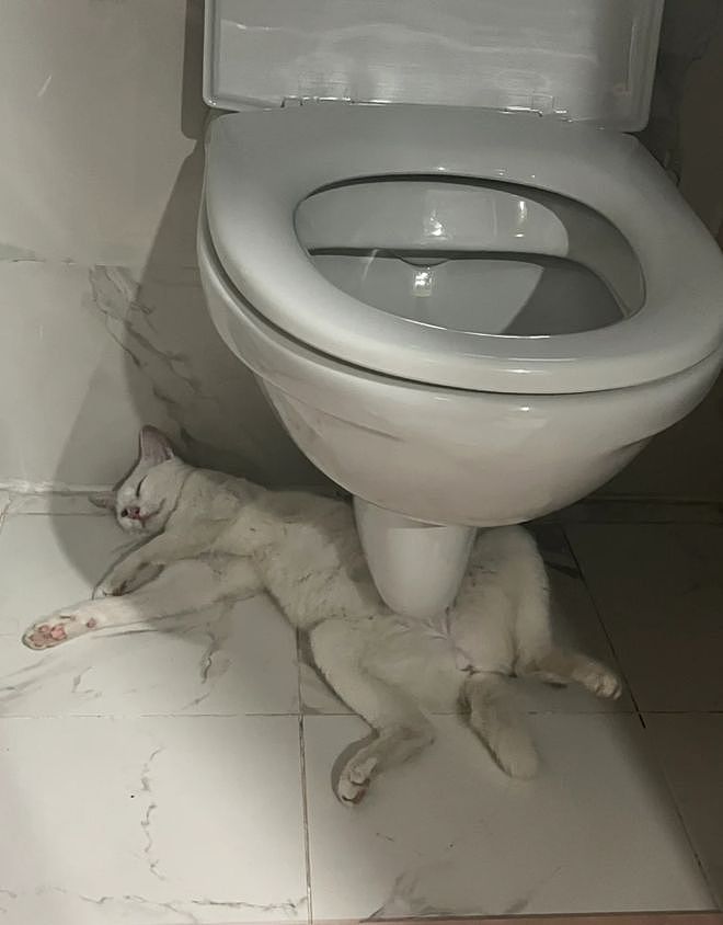 主人晒出猫咪睡在厕所的照片，网友惊呆：马桶从猫肚子上穿过去了？（组图） - 1