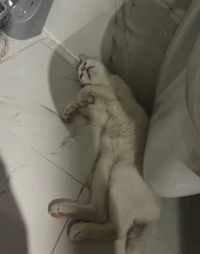 主人晒出猫咪睡在厕所的照片，网友惊呆：马桶从猫肚子上穿过去了？（组图） - 2