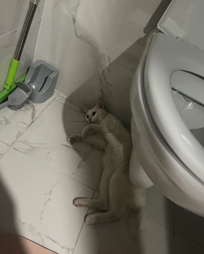 主人晒出猫咪睡在厕所的照片，网友惊呆：马桶从猫肚子上穿过去了？（组图） - 3