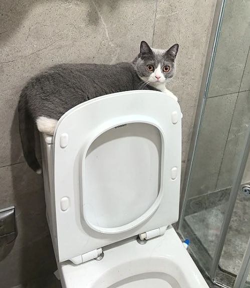 主人晒出猫咪睡在厕所的照片，网友惊呆：马桶从猫肚子上穿过去了？（组图） - 5