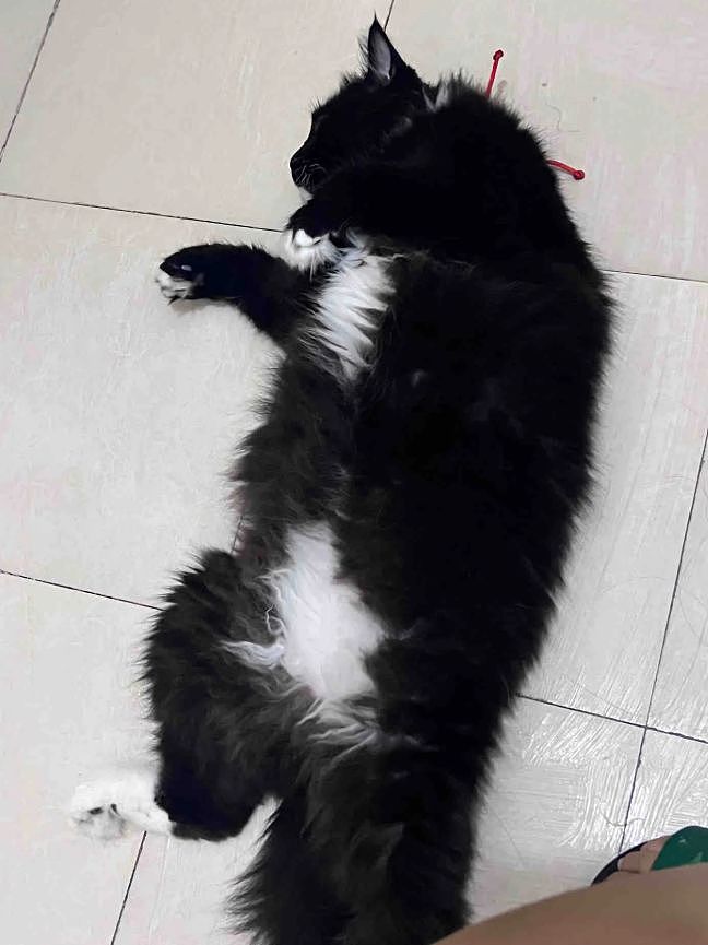 主人晒出猫咪睡在厕所的照片，网友惊呆：马桶从猫肚子上穿过去了？（组图） - 6