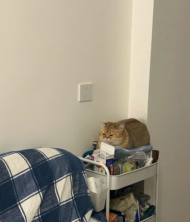 主人晒出猫咪睡在厕所的照片，网友惊呆：马桶从猫肚子上穿过去了？（组图） - 7