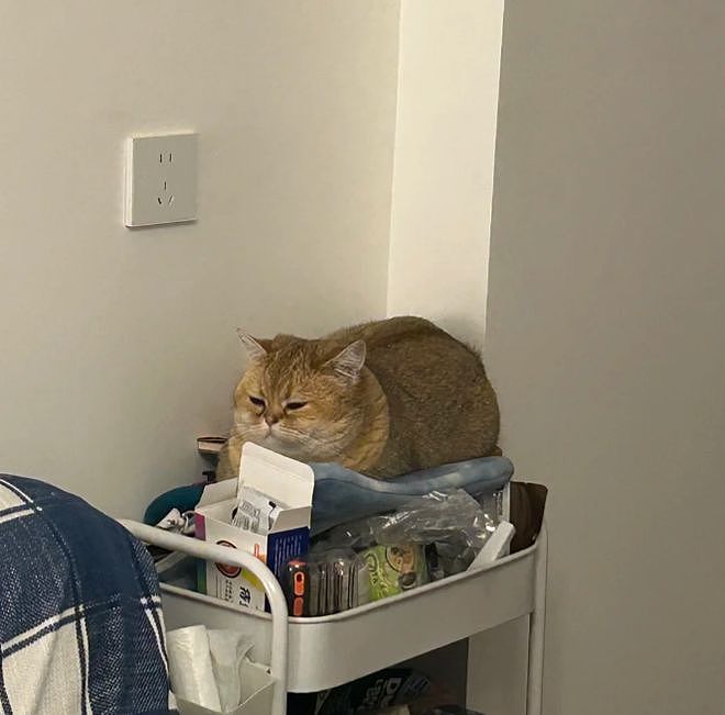 主人晒出猫咪睡在厕所的照片，网友惊呆：马桶从猫肚子上穿过去了？（组图） - 8