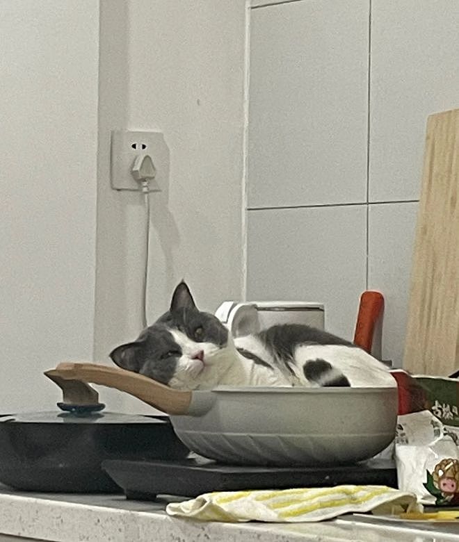 主人晒出猫咪睡在厕所的照片，网友惊呆：马桶从猫肚子上穿过去了？（组图） - 11