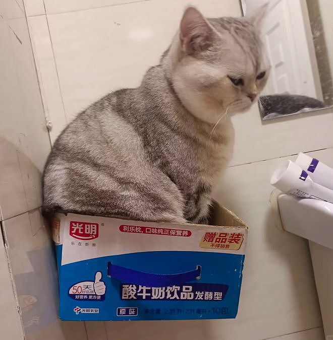 主人晒出猫咪睡在厕所的照片，网友惊呆：马桶从猫肚子上穿过去了？（组图） - 12