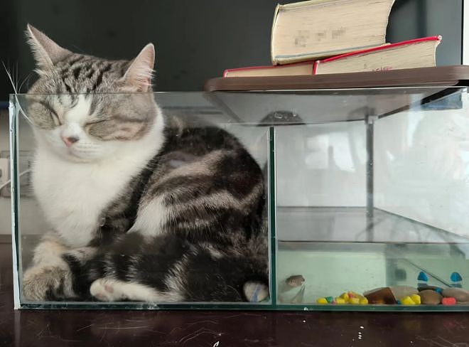 主人晒出猫咪睡在厕所的照片，网友惊呆：马桶从猫肚子上穿过去了？（组图） - 13