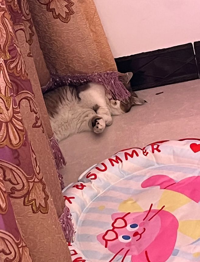 主人晒出猫咪睡在厕所的照片，网友惊呆：马桶从猫肚子上穿过去了？（组图） - 14