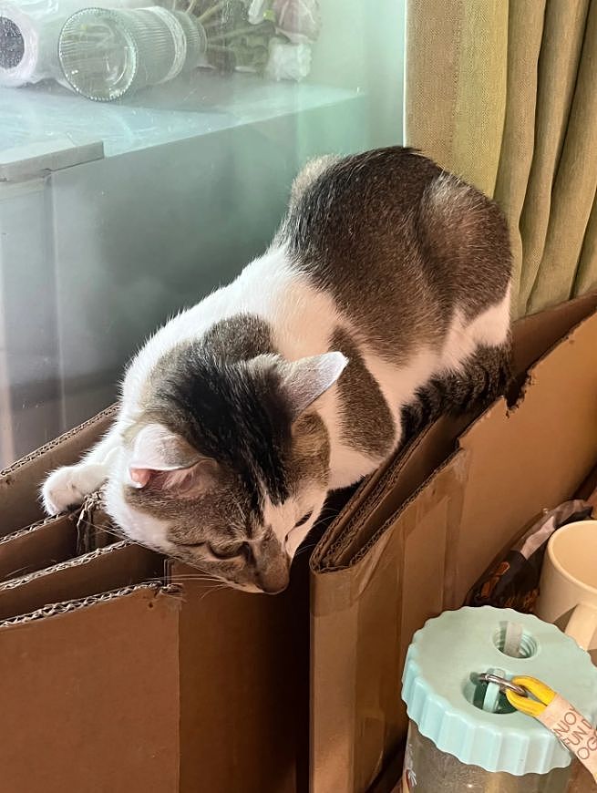 主人晒出猫咪睡在厕所的照片，网友惊呆：马桶从猫肚子上穿过去了？（组图） - 15