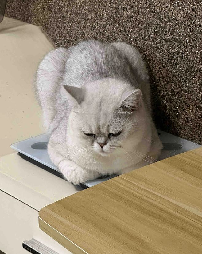 主人晒出猫咪睡在厕所的照片，网友惊呆：马桶从猫肚子上穿过去了？（组图） - 16