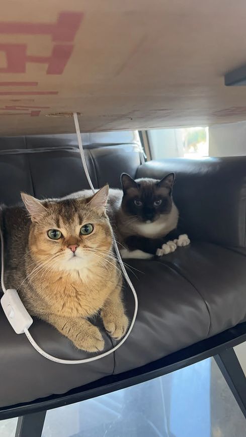主人晒出猫咪睡在厕所的照片，网友惊呆：马桶从猫肚子上穿过去了？（组图） - 17