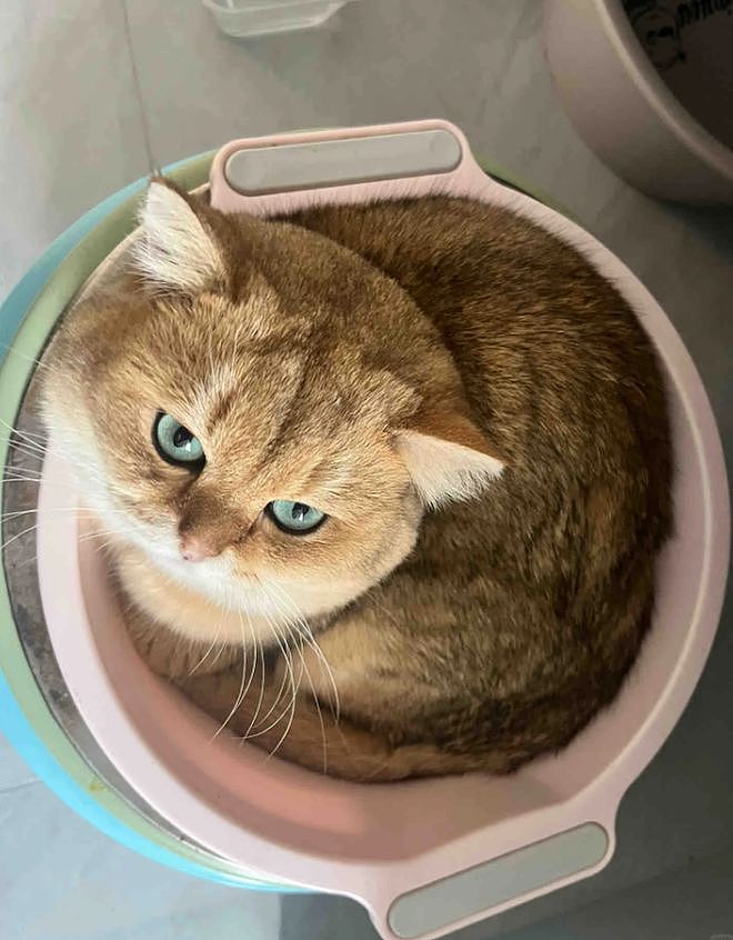 主人晒出猫咪睡在厕所的照片，网友惊呆：马桶从猫肚子上穿过去了？（组图） - 18