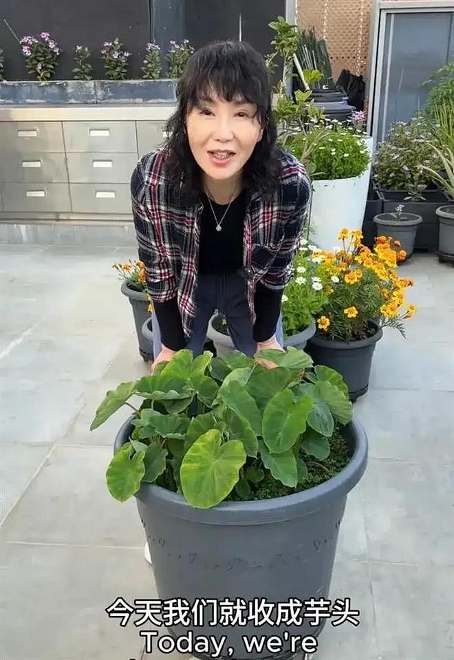 61岁张曼玉豪宅改造菜园，亲手挖芋头，丝毫没有明星架子 - 4
