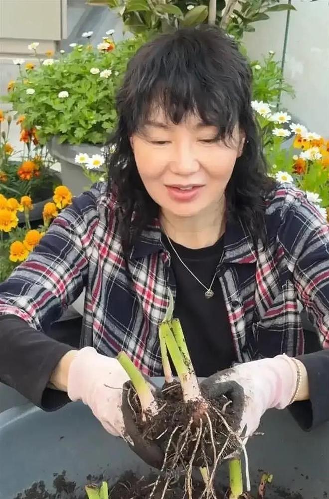 61岁张曼玉豪宅改造菜园，亲手挖芋头，丝毫没有明星架子 - 7