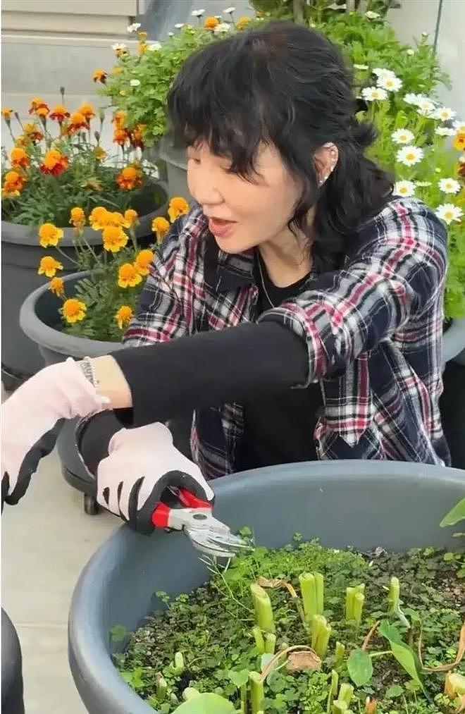 61岁张曼玉豪宅改造菜园，亲手挖芋头，丝毫没有明星架子 - 9