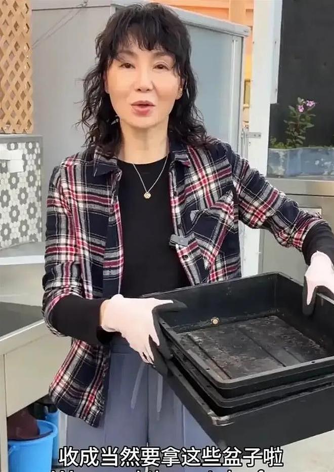 61岁张曼玉豪宅改造菜园，亲手挖芋头，丝毫没有明星架子 - 10