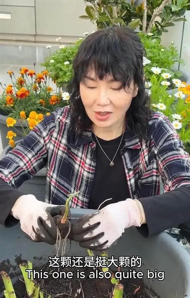 61岁张曼玉豪宅改造菜园，亲手挖芋头，丝毫没有明星架子 - 11