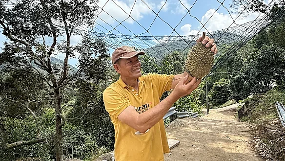 曾引发“气体泄漏”恐慌！中国带火的马来西亚鲜榴莲将空运抵澳，一盒卖$70（组图） - 3