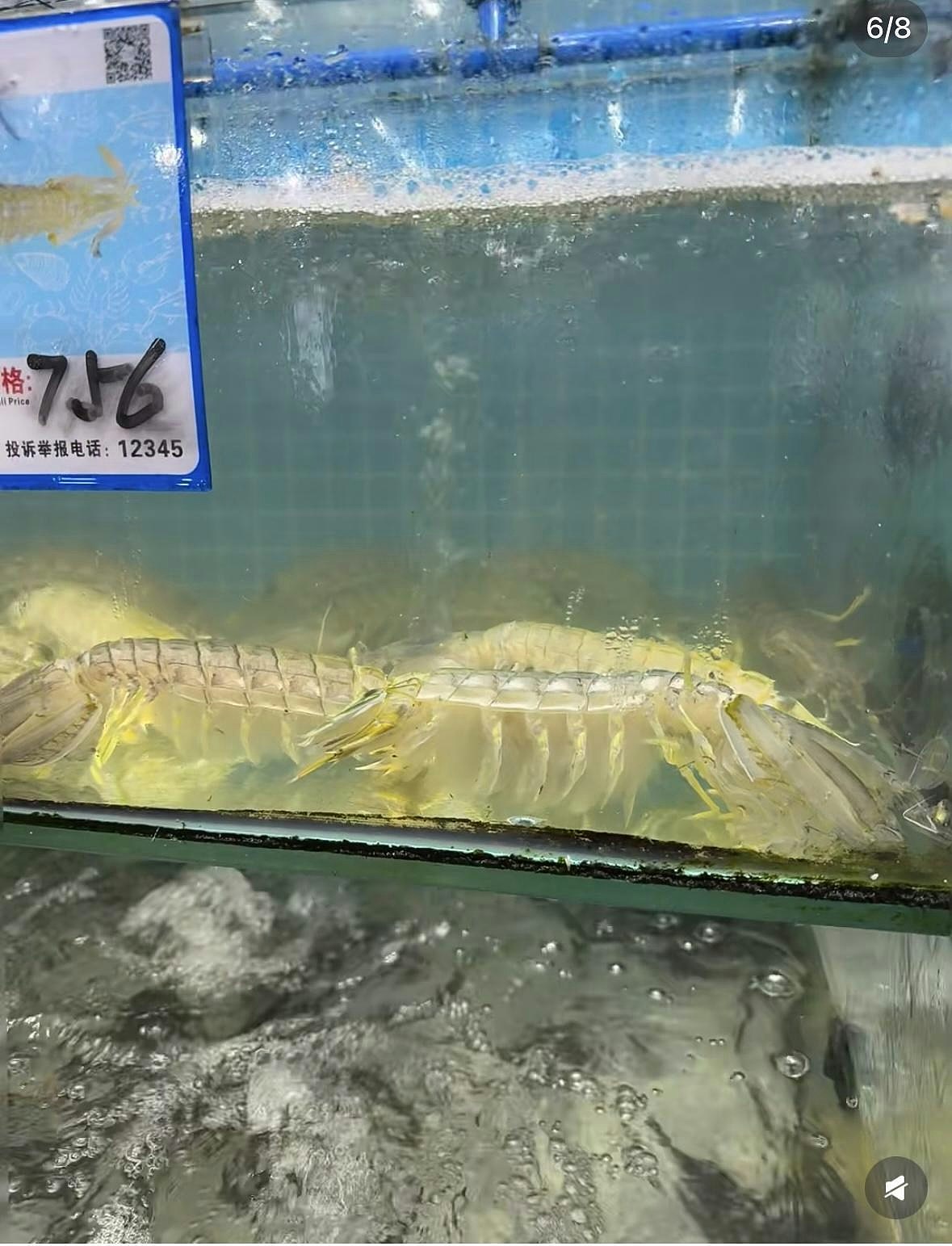三亚千元濑尿虾风波反转?官方指价格无违规,43岁老板脑出血离世(组图) - 4