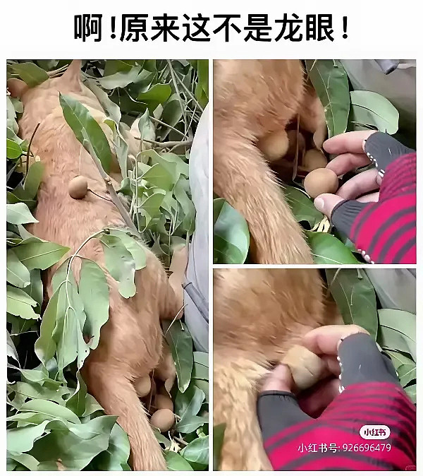 【笑话】15个爆笑段子，成年人爱看的幽默笑话 - 12