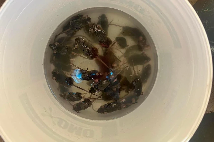 西澳多地老鼠泛滥成灾！开车碾过劈啪作响，居民被逼走（组图） - 5