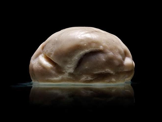 脑子是摆设！每天吃毒药、连饭都认不出，考拉怎么没被自然淘汰？ - 2