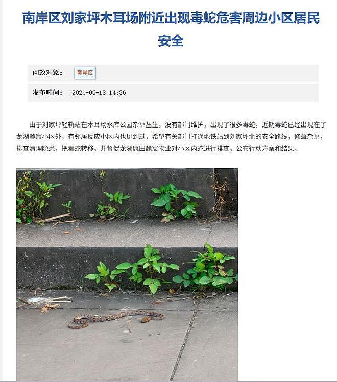 重庆一市区公园出现毒蛇？专家辨认系剧毒蛇（组图） - 1