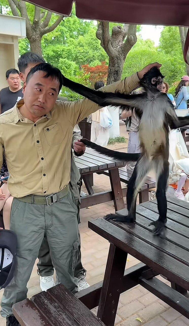 “像亲生的”，上海动物园人猴互扯头发，表情还一模一样 - 1