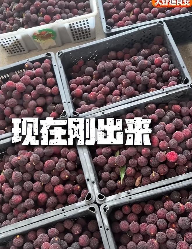 毒杨梅遭曝光!商户主动投毒,流窜至中国多地,背后利益链曝光(组图) - 9