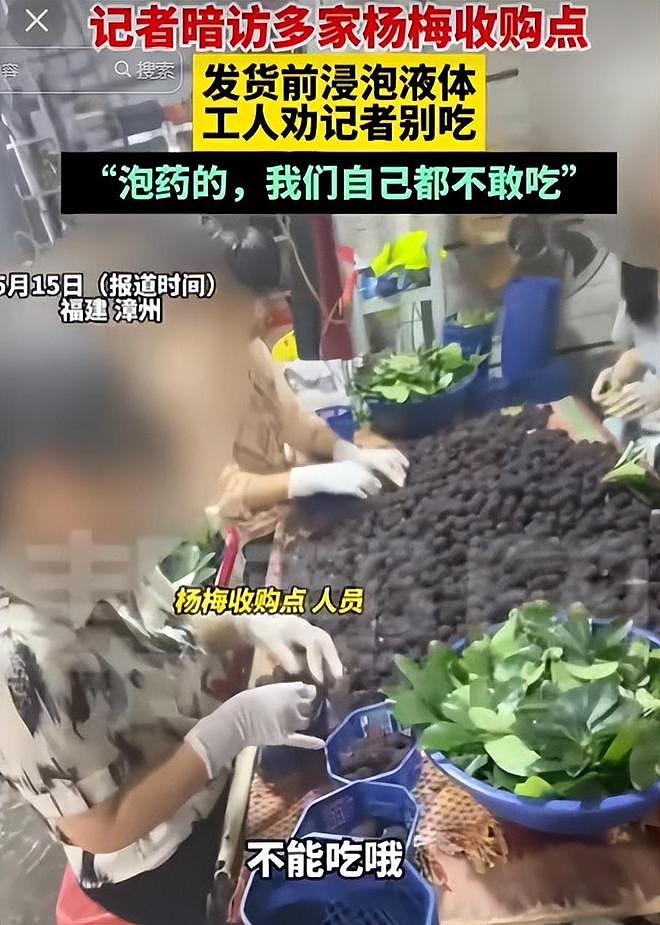毒杨梅遭曝光!商户主动投毒,流窜至中国多地,背后利益链曝光(组图) - 18