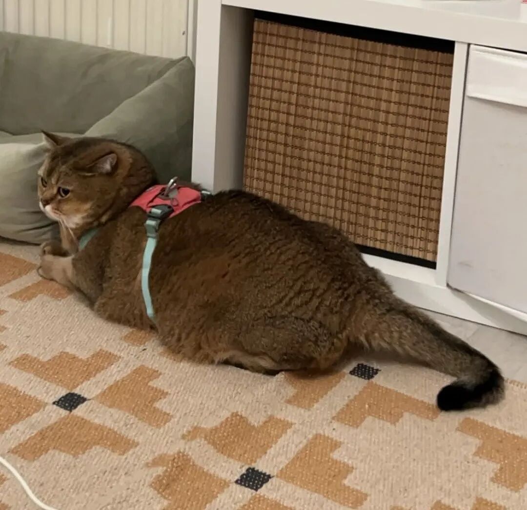 【宠物】为了让胖猫上飞机，主人听说可以租瘦猫替它过安检？这波操作直接给网友看懵了！（组图） - 1