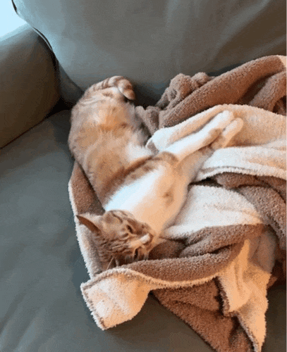 【宠物】为了让胖猫上飞机，主人听说可以租瘦猫替它过安检？这波操作直接给网友看懵了！（组图） - 8