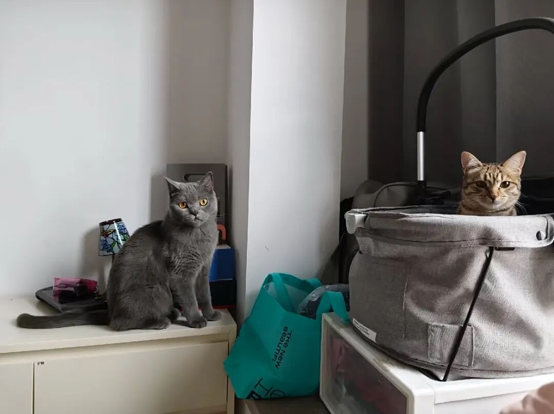 【宠物】为了让胖猫上飞机，主人听说可以租瘦猫替它过安检？这波操作直接给网友看懵了！（组图） - 9