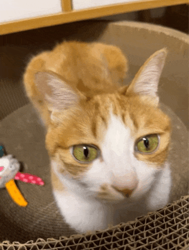【宠物】为了让胖猫上飞机，主人听说可以租瘦猫替它过安检？这波操作直接给网友看懵了！（组图） - 12