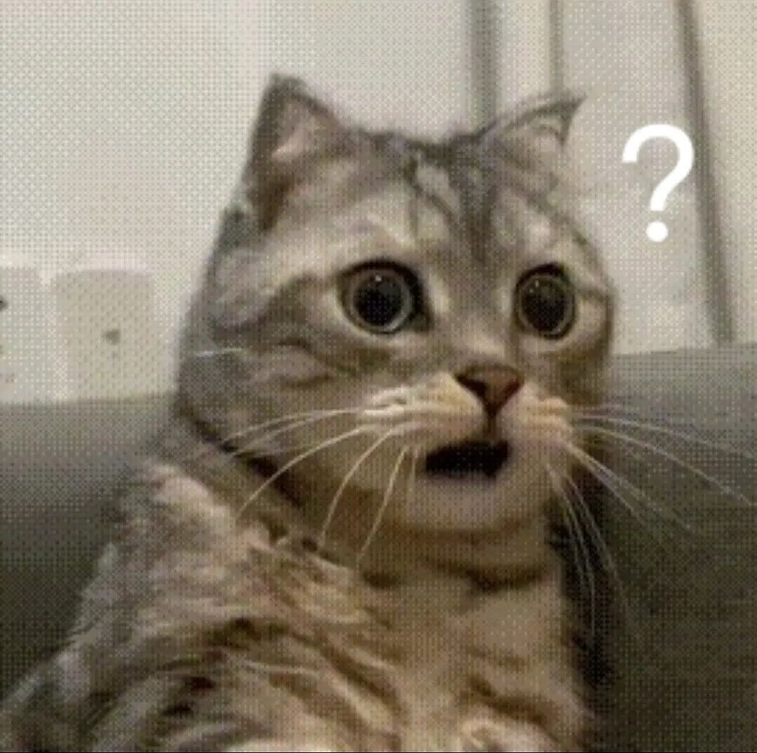 【宠物】为了让胖猫上飞机，主人听说可以租瘦猫替它过安检？这波操作直接给网友看懵了！（组图） - 4