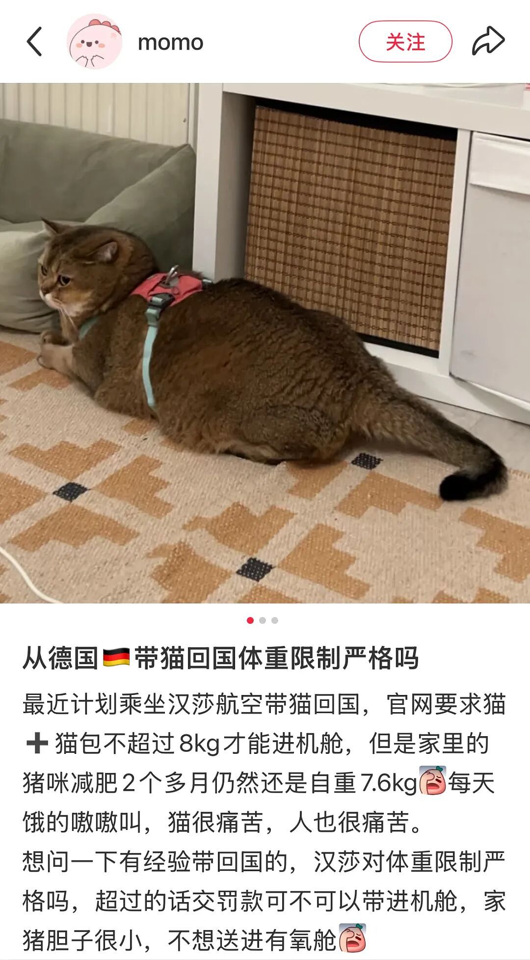【宠物】为了让胖猫上飞机，主人听说可以租瘦猫替它过安检？这波操作直接给网友看懵了！（组图） - 2