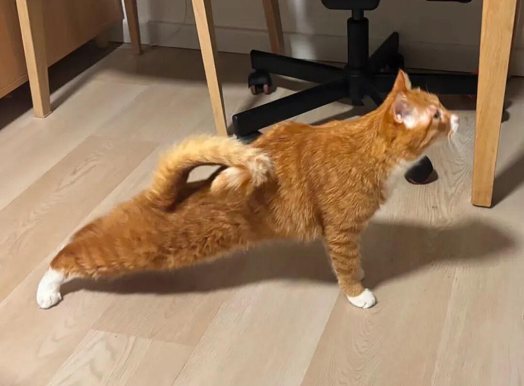 【宠物】为了让胖猫上飞机，主人听说可以租瘦猫替它过安检？这波操作直接给网友看懵了！（组图） - 7