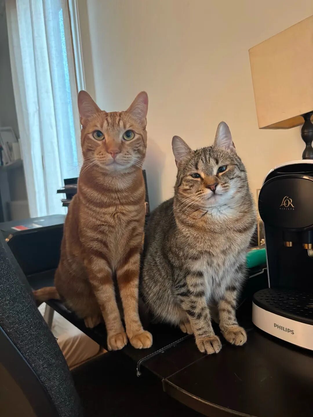 【宠物】为了让胖猫上飞机，主人听说可以租瘦猫替它过安检？这波操作直接给网友看懵了！（组图） - 11
