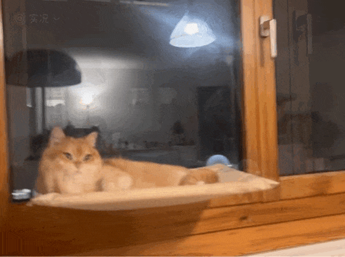 【宠物】为了让胖猫上飞机，主人听说可以租瘦猫替它过安检？这波操作直接给网友看懵了！（组图） - 10