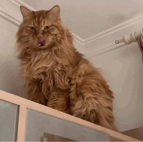【宠物】为了让胖猫上飞机，主人听说可以租瘦猫替它过安检？这波操作直接给网友看懵了！（组图） - 16